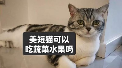 猫能吃什么蔬菜水果好 猫可以食用哪些蔬果？
