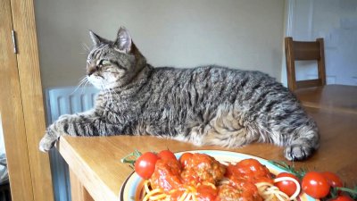 猫可以吃西红柿吗 猫可以食用西红柿吗？