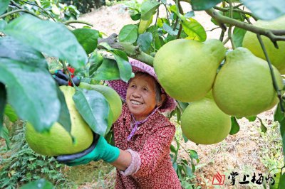 什么时候吃柚子的季节 柚子应该什么时候吃？