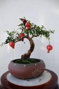 种石榴树的风水禁忌 种植石榴树需注意的风水忌讳