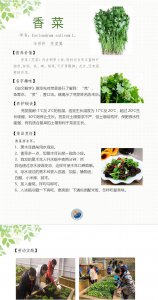 香菜是热性还是凉性 香菜属于热性还是凉性？