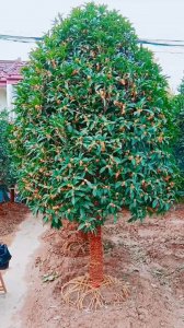为什么院子里忌讳种桂花树 院子里为何不宜栽种桂花树？