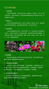 茶花的风水作用禁忌 茶花的风水效应和忌讳