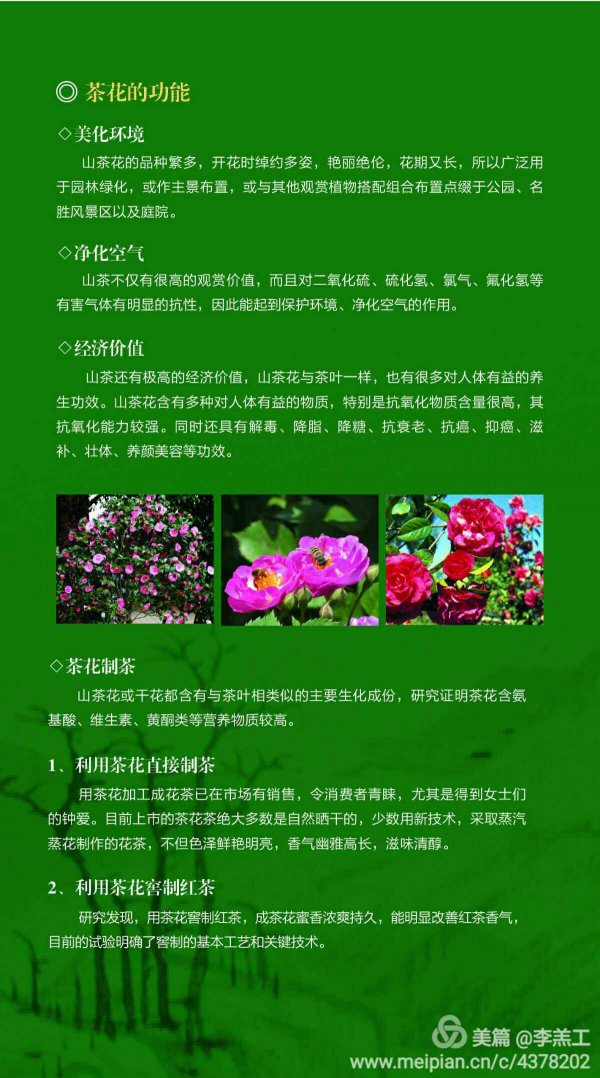 茶花的风水作用禁忌
