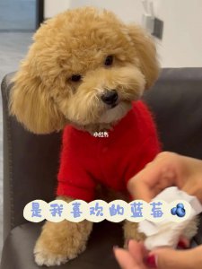 泰迪能吃什么水果 泰迪狗可以吃哪些水果？