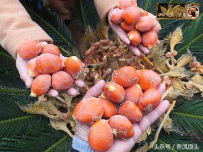 铁树的果子能吃吗怎么吃 铁树果实是否可食及食用方法