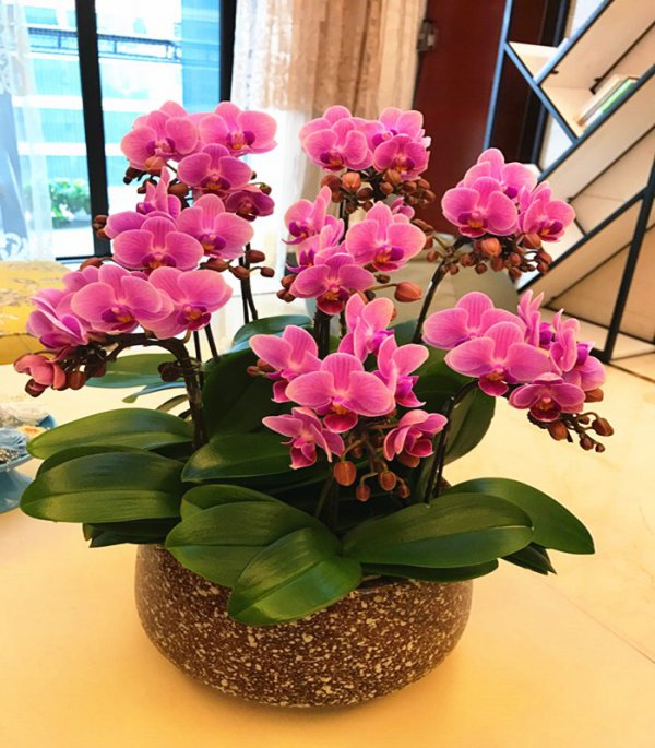 家里养蝴蝶兰花风水好不好