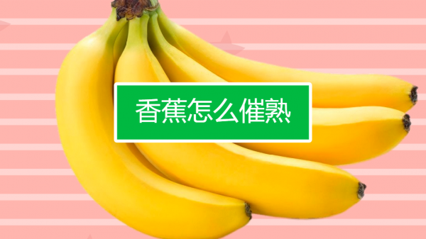 生香蕉怎么催熟