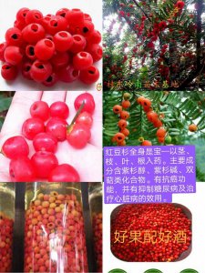 红豆杉果实怎么吃安全 红豆杉果实如何安全食用？