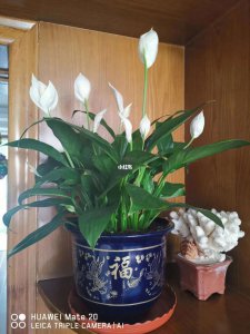 白掌能放在卧室吗 白掌适合放在卧室吗？