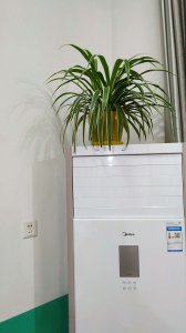 空调上放什么植物招财 空调上摆什么植物能够招财？