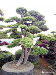 房前屋后栽什么树风水好聚财镇宅 栽什么树风水好旺财避邪助宅