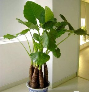 什么植物除甲醛效果最好最快 最快最有效的除甲醛植物是什么？