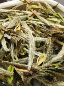 野茶属于什么茶叶品种 野生茶属于哪种茶叶？