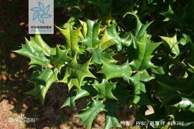 带刺的植物风水有什么禁忌 避免使用带刺植物的风水禁忌