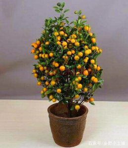 家里养什么花最好最吉利 最佳花卉养殖选择
最吉祥的家庭花卉