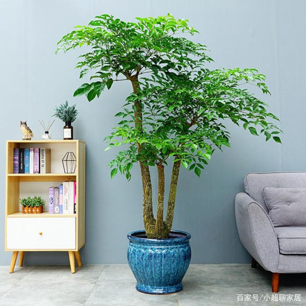 室内养什么花最好旺财又好养