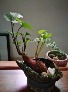 红薯怎样当室内绿植种盆栽红薯的养殖方法