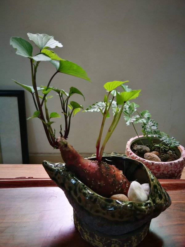 红薯怎样当室内绿植种盆栽红薯的养殖方法