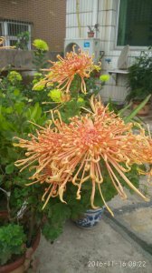菊花可以养在家里吗 菊花适合在家中种植吗？