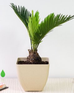 铁树风水有什么说法 铁树的风水说法是什么？