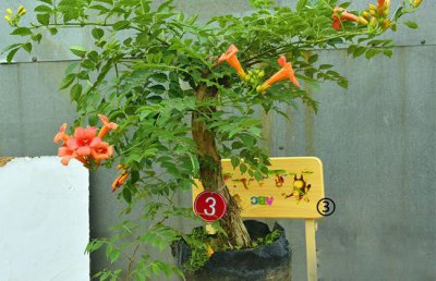 凌霄花放什么位置风水最好 凌霄花最佳摆放位置风水向好