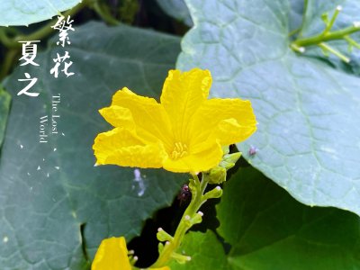 丝瓜的花能吃吗 可以食用的丝瓜花

丝瓜花是否可食用？
