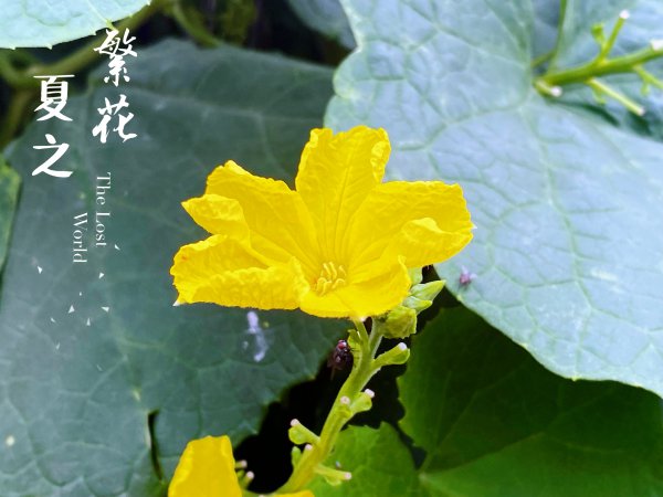 丝瓜的花能吃吗