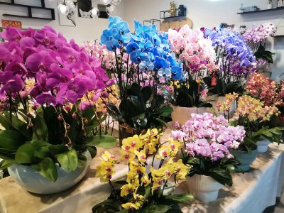 乔迁买什么鲜花放客厅好 搬家要买什么鲜花装扮客厅最合适呢？