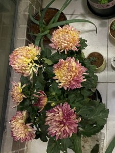 菊花适合在家里养吗 菊花适合在室内种植吗？