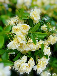 木香花的风水禁忌 木香花的风水忌讳