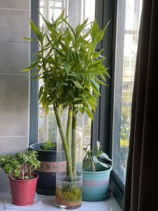 龙竹的风水禁忌及摆放 龙竹的风水忌讳和摆放禁忌