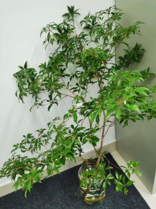 马醉木的风水禁忌 马樟树的风水忌讳