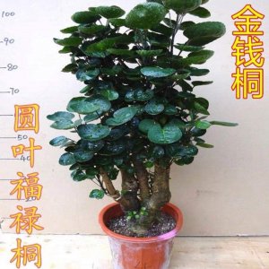 金钱兜的风水禁忌及摆放位置 金钱包的风水忌讳和正确摆放位置