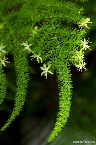 家里养的文竹开花好吗 文竹在家中开花会好吗？