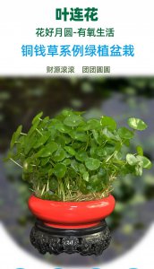 铜钱草的风水作用及其位置摆放 铜钱草的风水意义及摆放位置