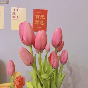 郁金香的风水禁忌 风水禁忌郁金香的以
