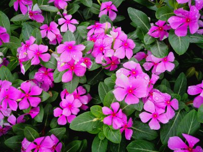 长春花家里养吉利吗 养吉利车家里合适吗？