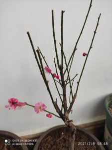 家里种梅花树吉利吗 在家种梅花树会给家里带来好运吗？
