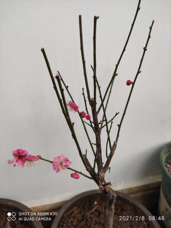 家里种梅花树吉利吗