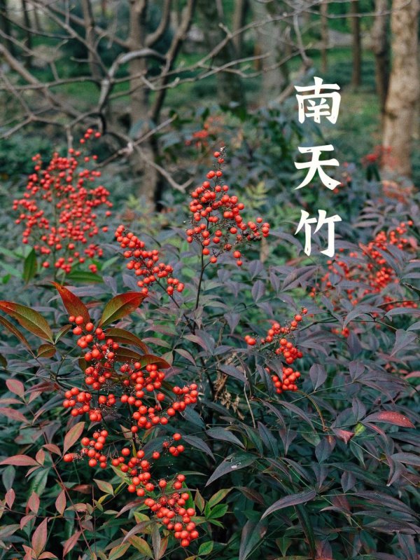 南天竹的风水禁忌
