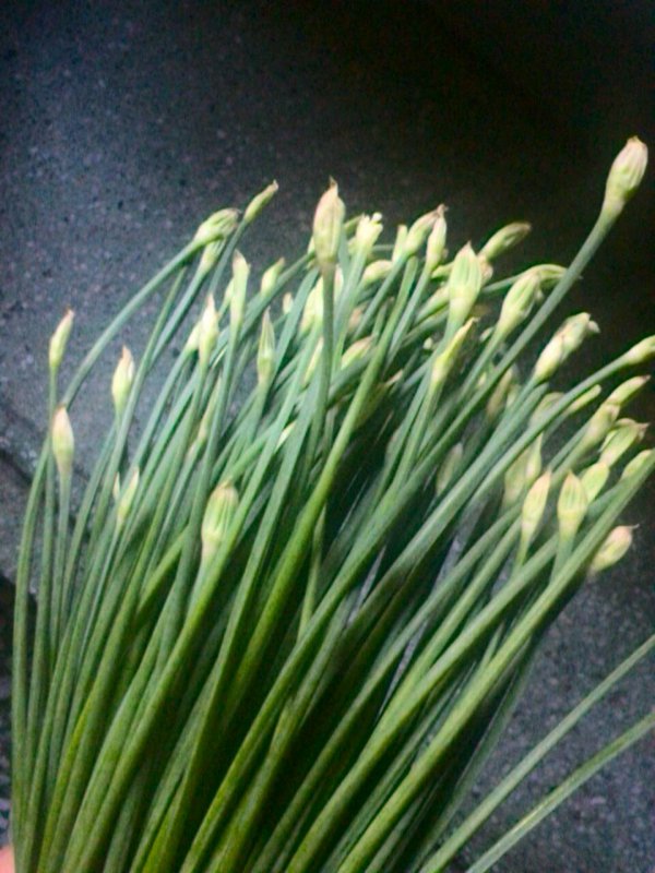 韭菜花的花能吃吗