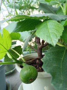家里种无花果树吉利吗 在家里种无花果树会带来好运吗？