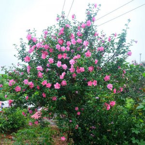 家里种木槿花树吉利吗 家中种植木槿花树是否会带来好运？