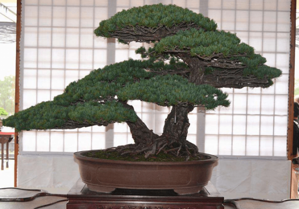 家里种松树盆景吉利吗