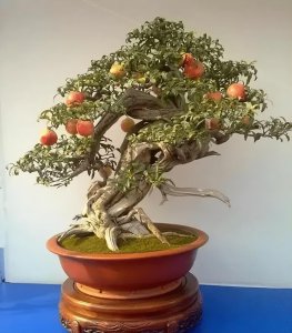 盆栽石榴家里养吉利吗 盆栽石榴在家里种可带来好运吗？