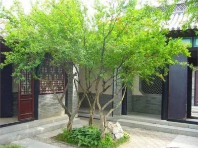 院墙外种什么树风水好 院墙外植什么树最有利风水