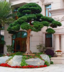 屋后种什么树风水好 选择合适的树种种在屋后风水会更好