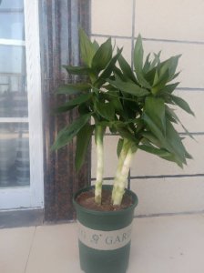 观音竹的风水作用与摆放禁忌 观音竹的风水功效及摆放禁忌