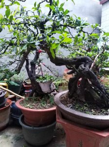 楼顶种什么树风水好 选择楼顶适合种植的树种有哪些？